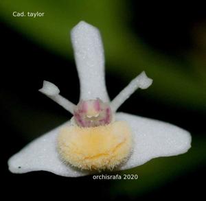 Dendrobium taylorii