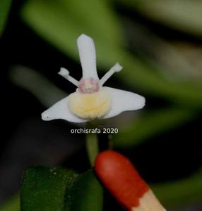 Dendrobium taylorii