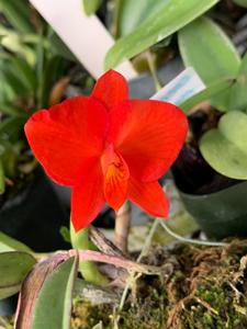 Cattleya coccinea