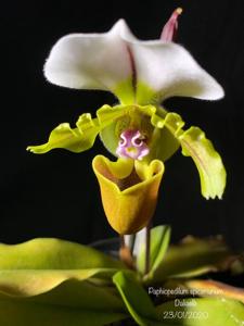 Paphiopedilum spicerianum