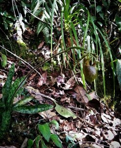 Paphiopedilum bungebelangi