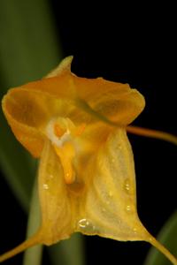 Masdevallia delhierroi