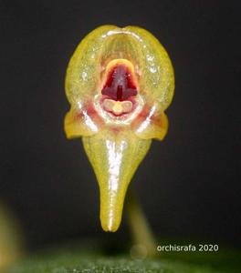 Pleurothallis scurrula