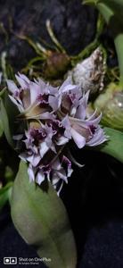 Dendrobium peguanum