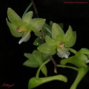 Dendrobium floresianum