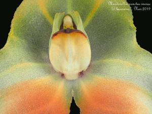 Masdevallia sanctae-inesae