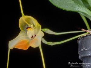 Masdevallia sanctae-inesae