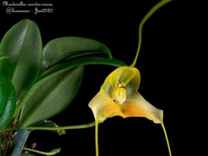 Masdevallia sanctae-inesae