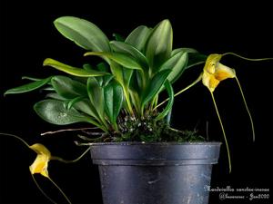 Masdevallia sanctae-inesae