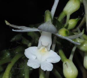 Calanthe ceciliae