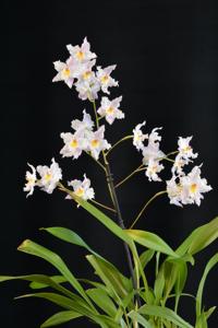 Oncidium alexandrae