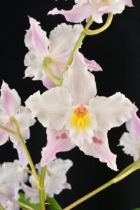 Oncidium alexandrae