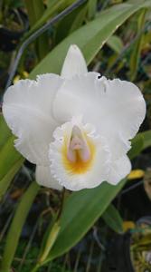 Cattleya quadricolor