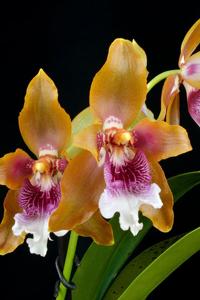 Oncidium wyattianum