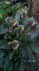 Paphiopedilum superbiens