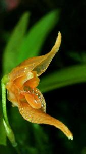 Specklinia barbae