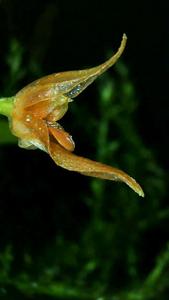 Specklinia barbae