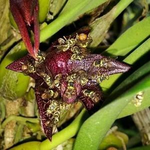 Bulbophyllum elevatopunctatum