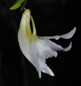 Dendrobium auriculatum