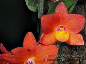 Cattleya cernua