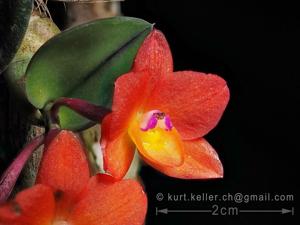 Cattleya cernua