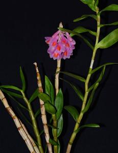 Dendrobium pseudoglomeratum