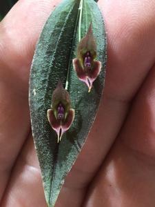 Lepanthes gargoyla