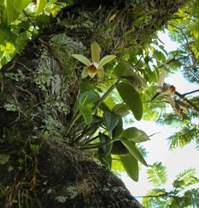 Cattleya forbesii