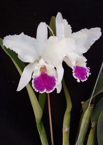 Cattleya labiata