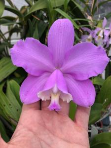 Cattleya loddigesii