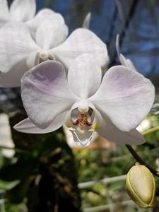 Phalaenopsis sanderiana