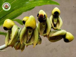 Catasetum integerrimum