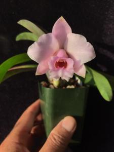 Cattleya alaorii