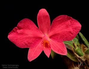 Cattleya wittigiana