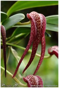 Bulbophyllum longisepalum