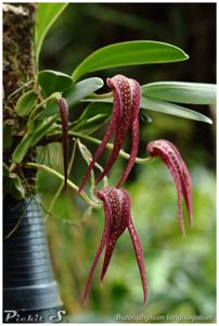 Bulbophyllum longisepalum