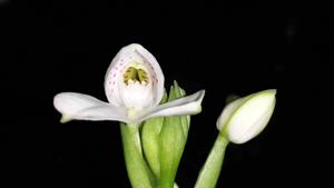 Disa tripetaloides