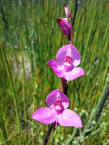 Disa racemosa