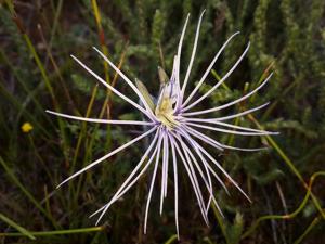 Holothrix burmanniana