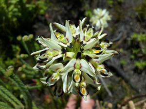 Disa bivalvata