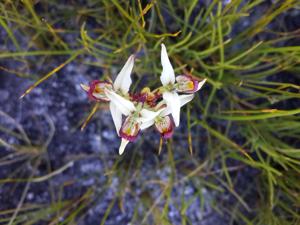 Disa bivalvata