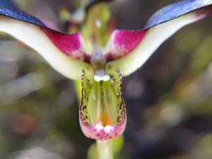 Disa atricapilla