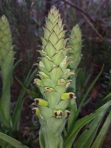 Corycium orobanchoides