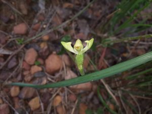 Disperis villosa