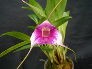 Masdevallia gloriosa