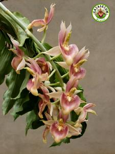 Catasetum spitzii