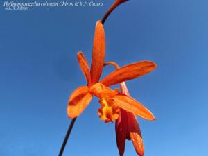 Cattleya colnagoi