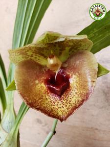 Catasetum expansum