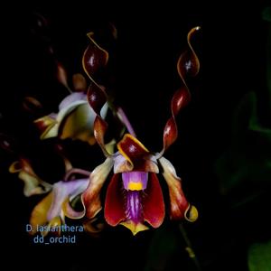 Dendrobium lasianthera