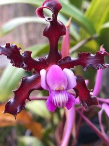 Laelia colombiana